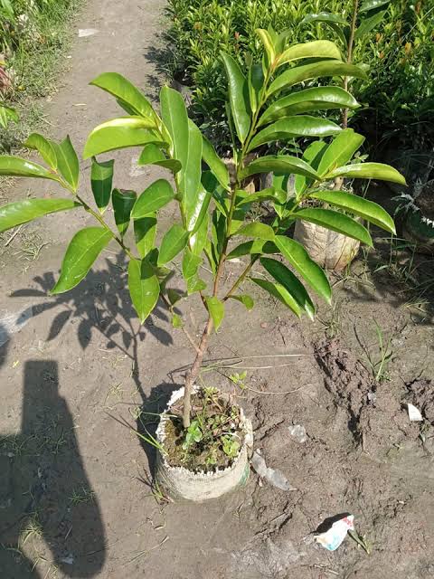 করসোল/ সাওয়ার সফ