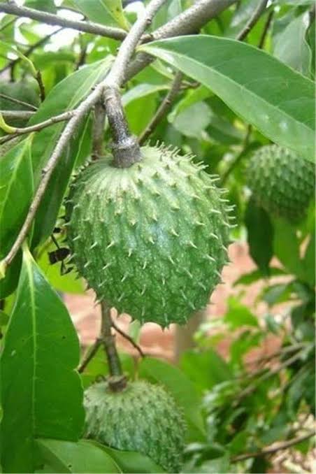 করসোল/ সাওয়ার সফ_img_1