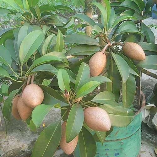 বারোমাসি সফেদা_img_1