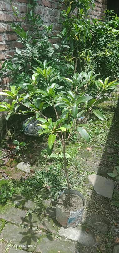 বারোমাসি সফেদা_img_2