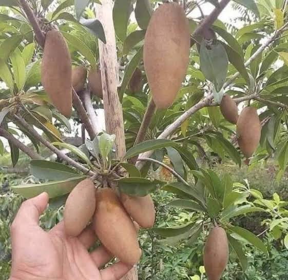 বারোমাসি সফেদা