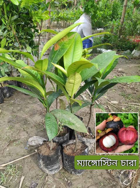 ম্যাঙ্গোস্টিন