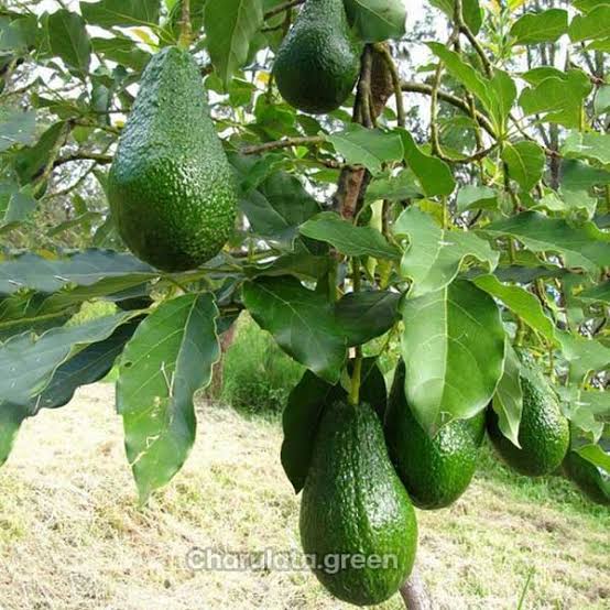 অ্যাভোকাডো_img_1