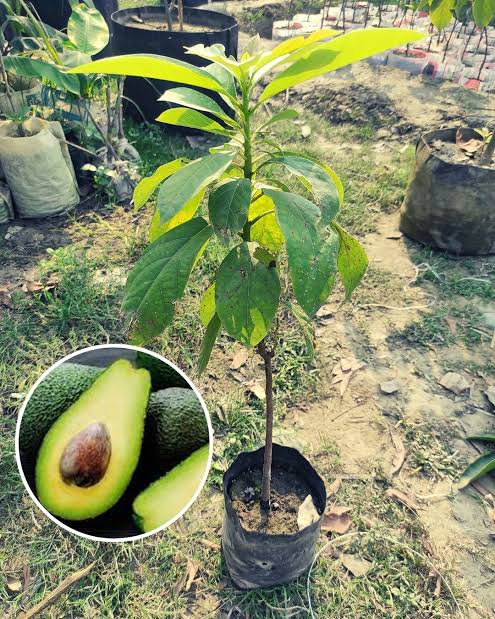 অ্যাভোকাডো