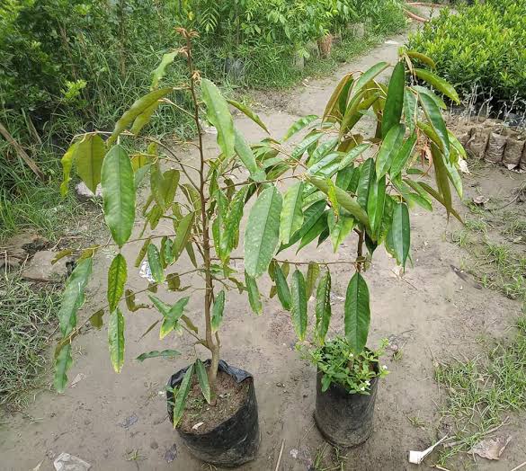 ডুরিয়ান