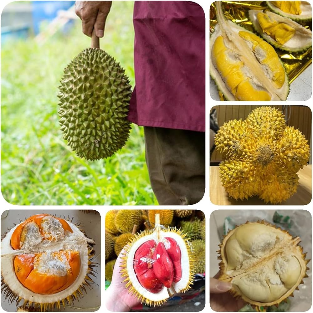 ডুরিয়ান_img_2