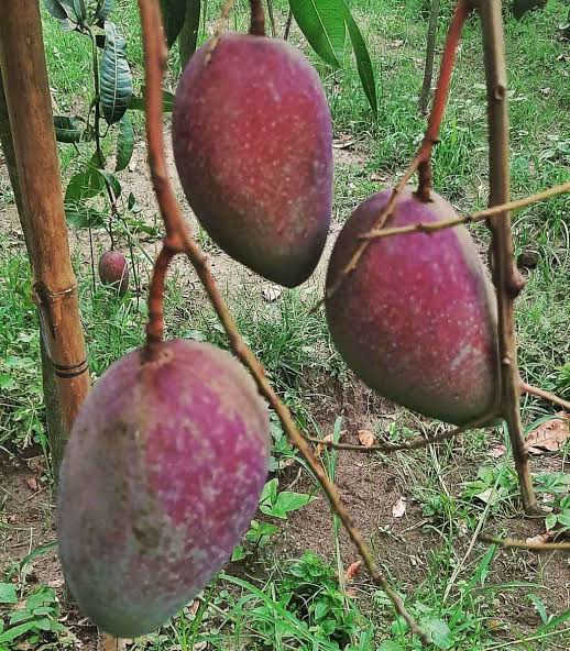 মল্লিকা আম_img_1