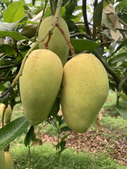 বারোমাসি কাটিমন আম