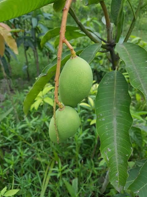 বারোমাসি কাটিমন আম_img_1