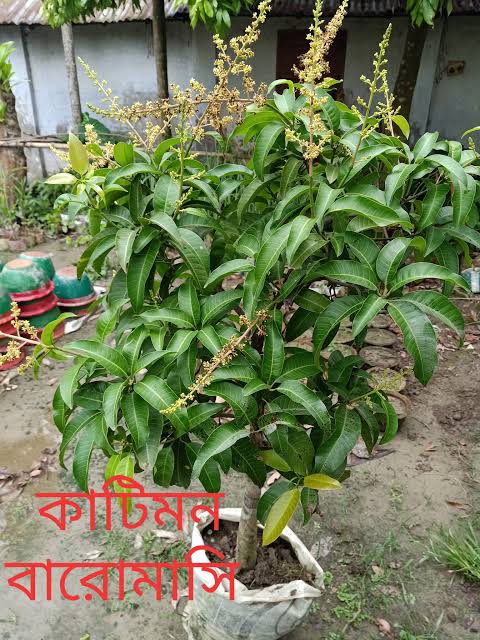 বারোমাসি কাটিমন আম_img_2