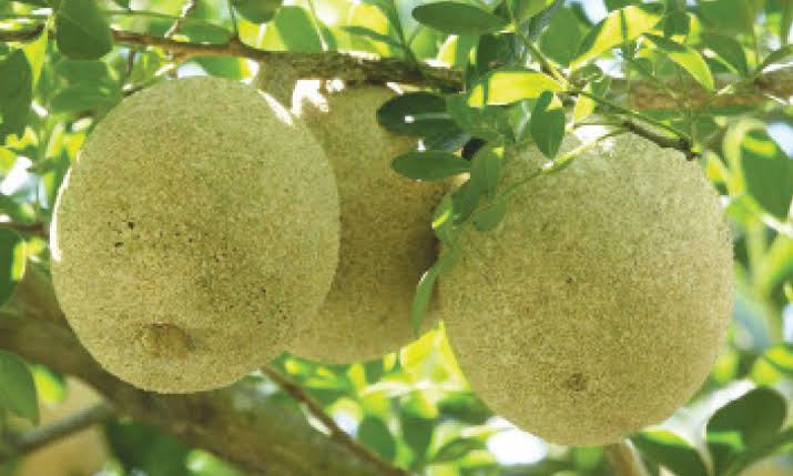 থাই কদবেল