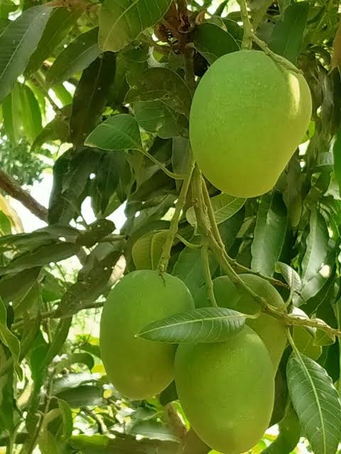 থাই কাঁচামিঠা আম