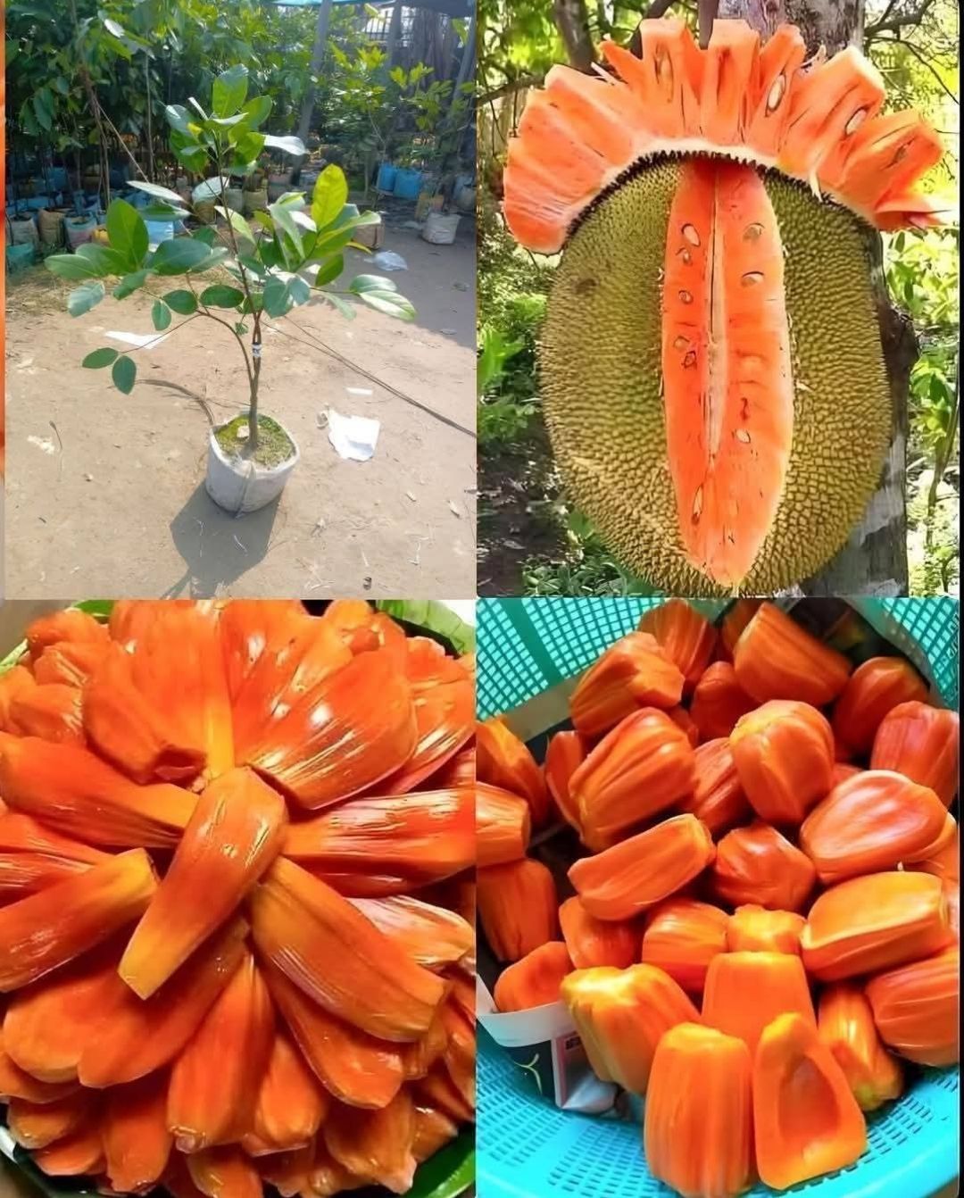 পিঙ্ক কাঠাল