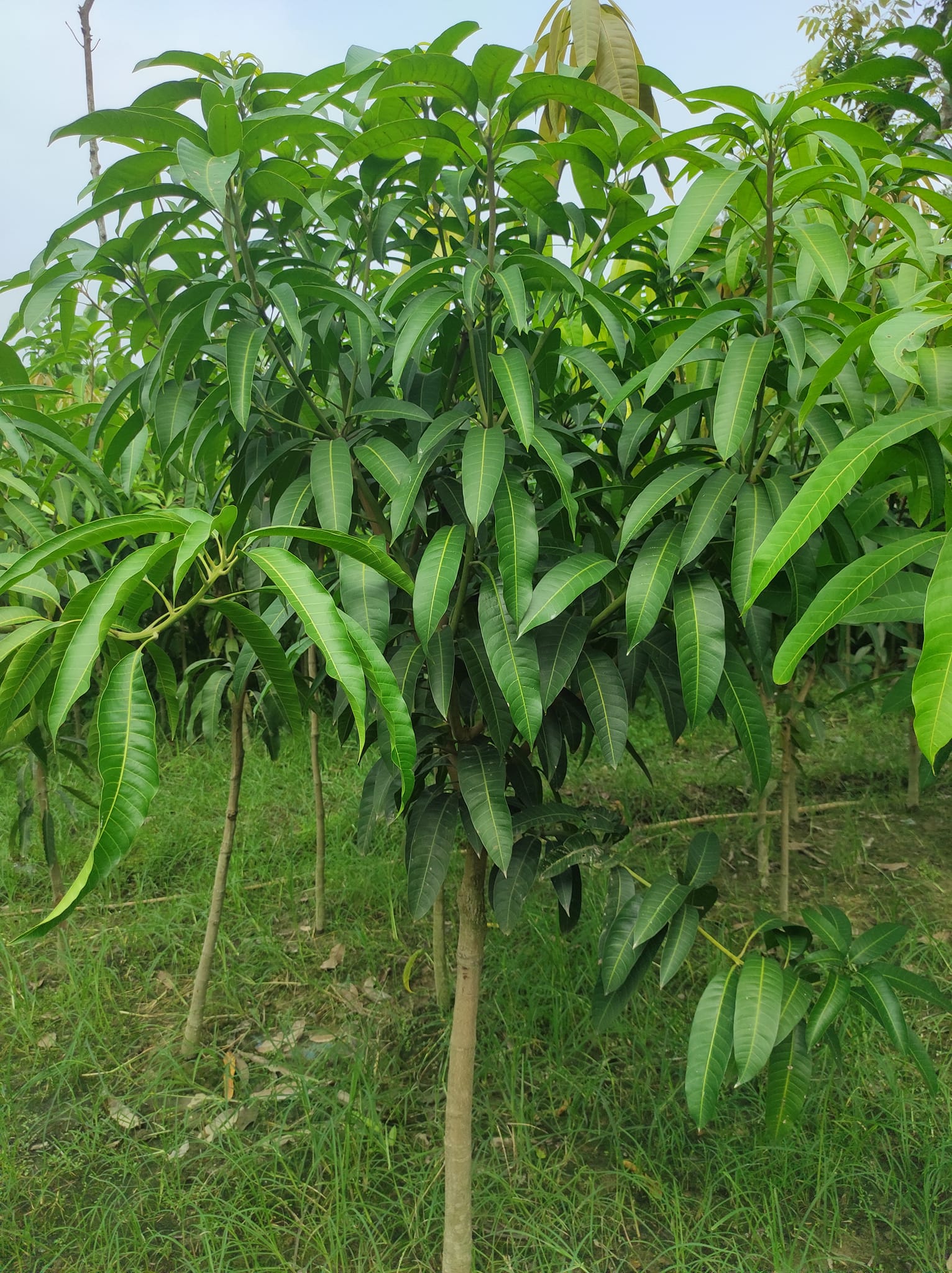 কিং অফ চাকাপাত