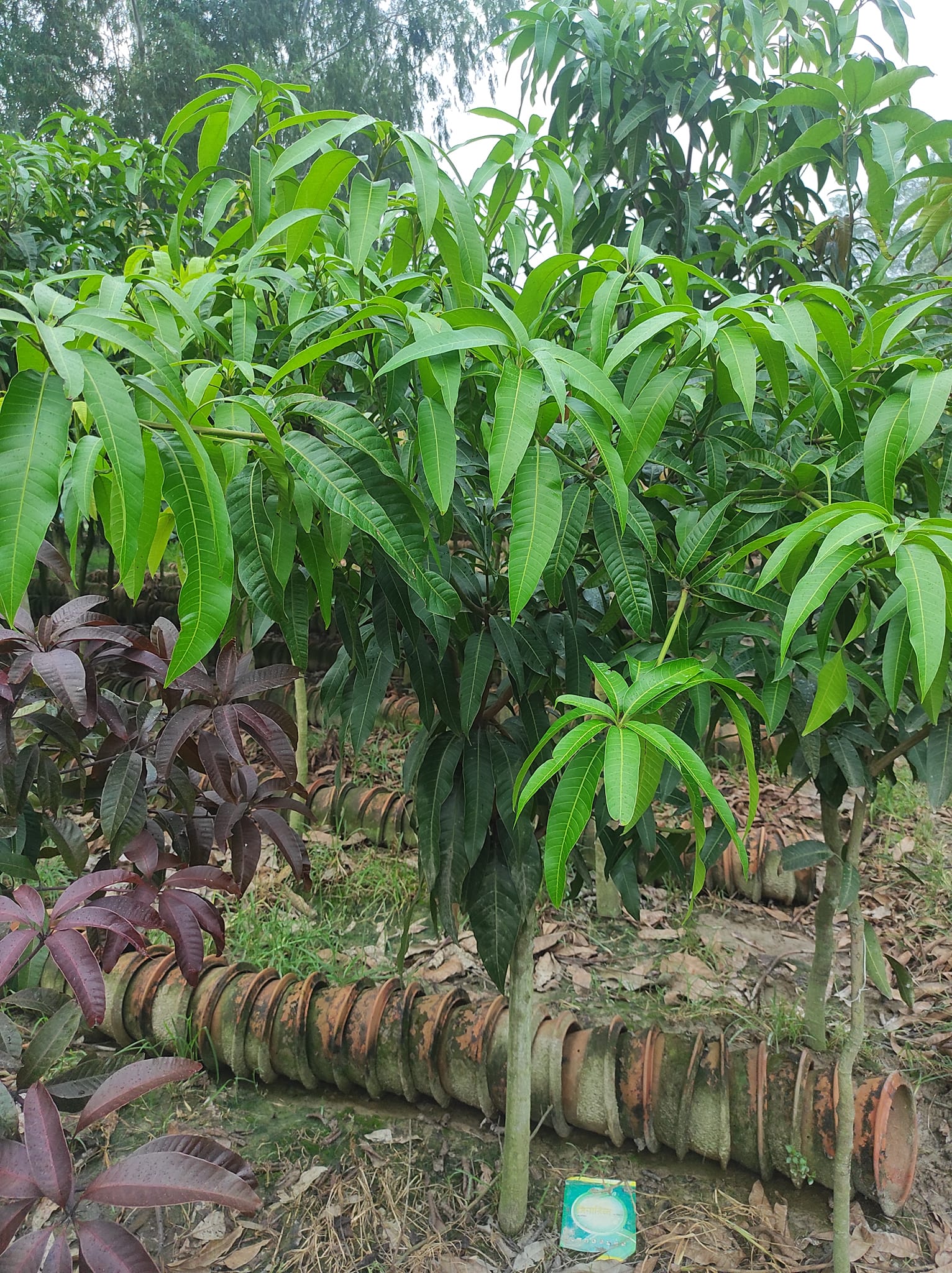 কিং অফ চাকাপাত_img_1