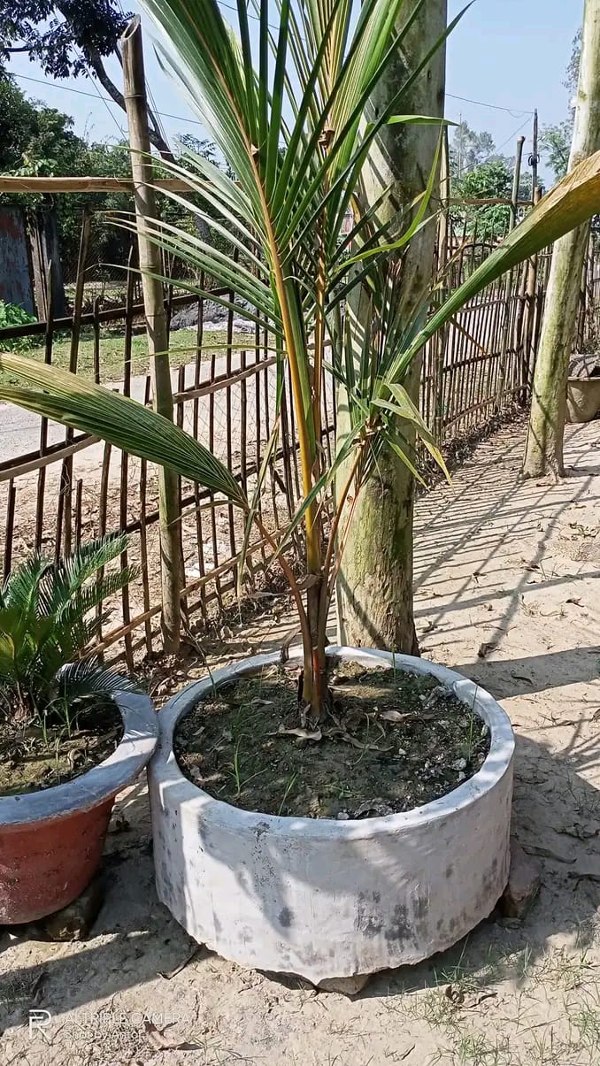 ভিয়েতনামের নারকেল চারা(সিয়াম ব্লু)_img_1