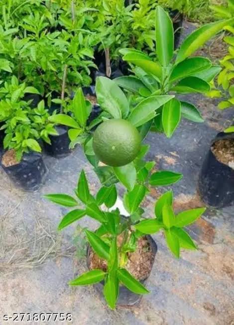 বারি-১ বারোমাসি মাল্টা_img_2