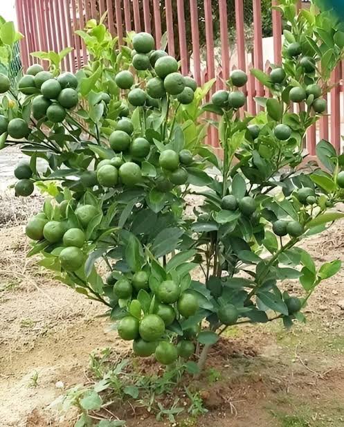 বারি-১ বারোমাসি মাল্টা