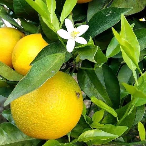 হলুদ মাল্টা_img_1