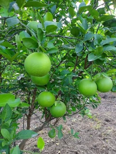 হলুদ মাল্টা_img_2