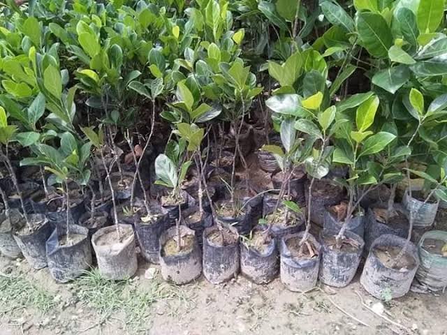 বারোমাসি কাঁঠাল_img_1