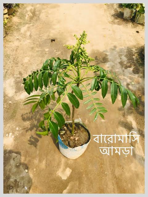 থাই বারোমাসি আমরা