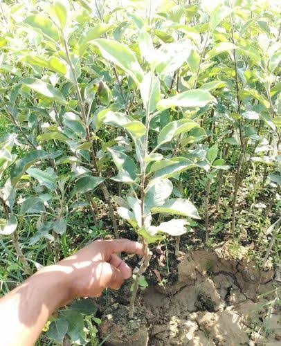 হরিমন -৯৯ আপেল_img_3