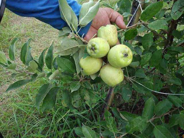 হরিমন -৯৯ আপেল_img_1