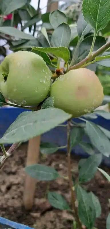 হরিমন -৯৯ আপেল_img_2