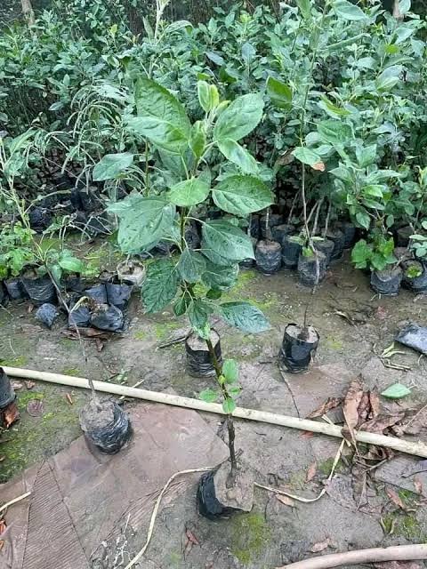 ডরসেট গোল্ডেন আপেল_img_2