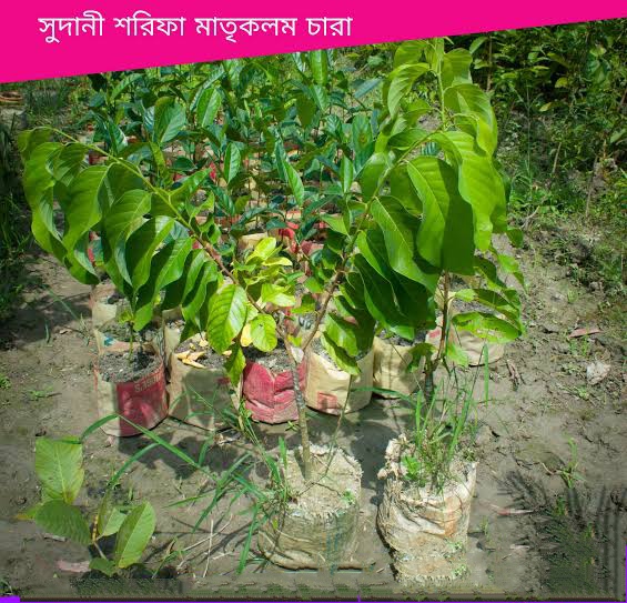 সুদানী শরিফা