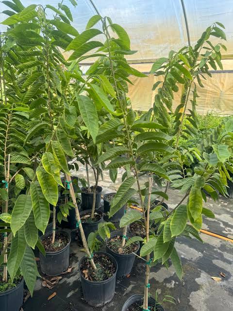 আতা ফল_img_2