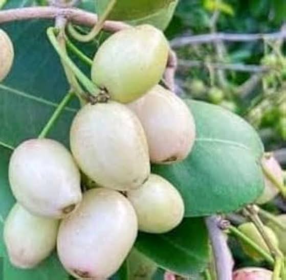 থাই সাদা জাম_img_1