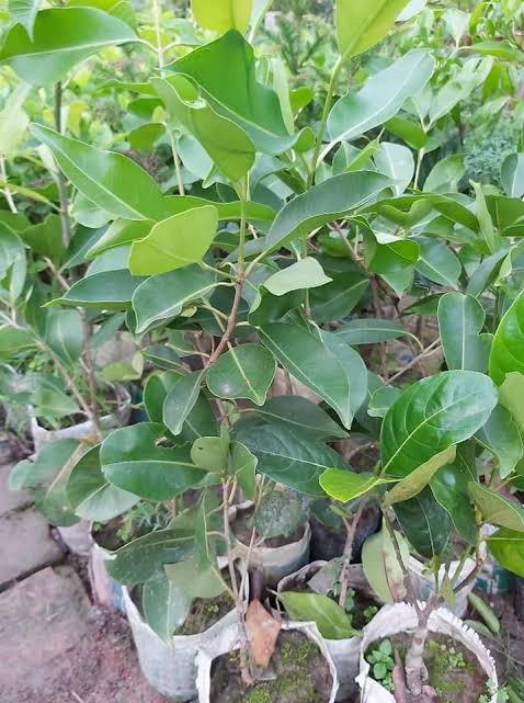 কালোজাম_img_3