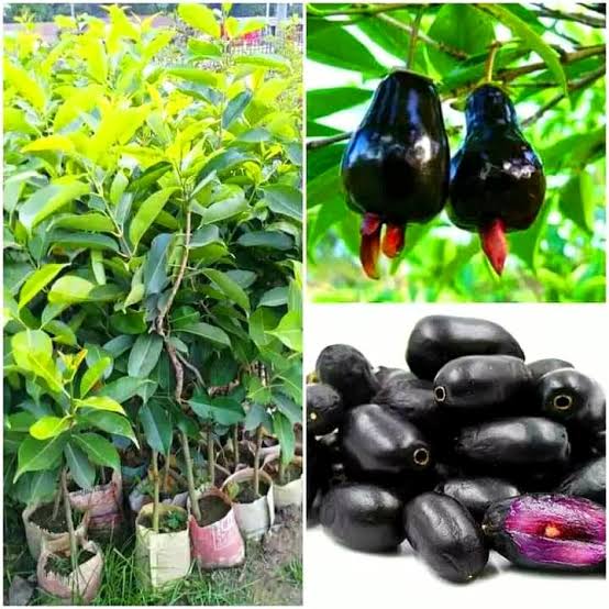 কালোজাম