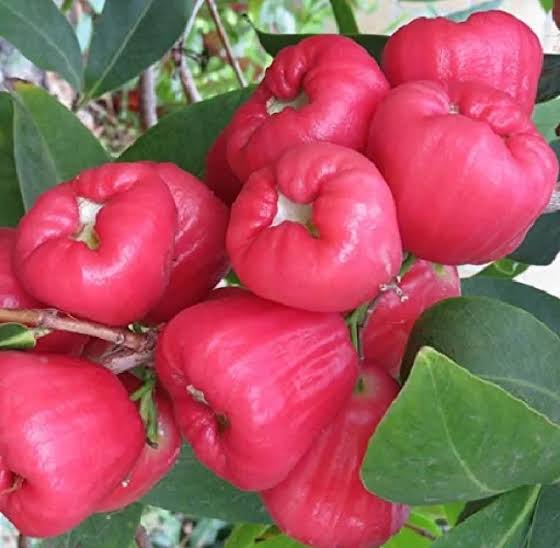 লাল মিষ্টি জামরুল