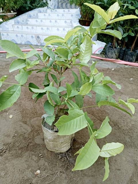 লাল মিষ্টি জামরুল_img_2