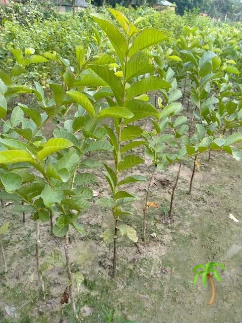 বারোমাসি থাই-৭ পেয়ারা_img_2