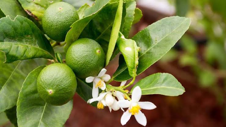 বারোমাসি কাগজি লেবু_img_1