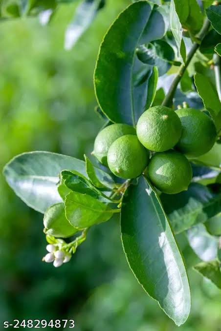 বারোমাসি এলাচি লেবু