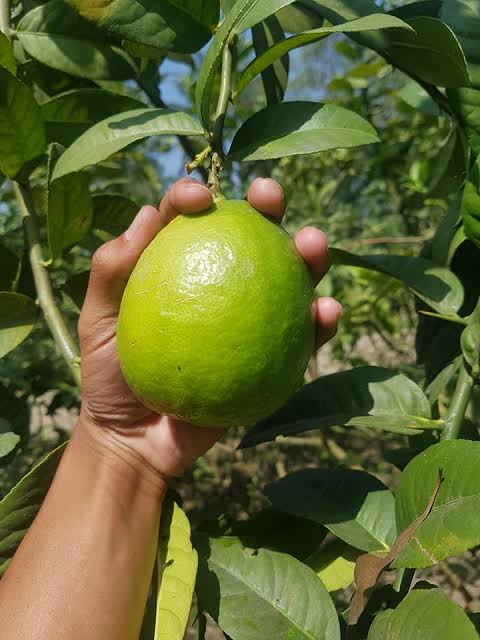 বারোমাসি পাতি লেবু