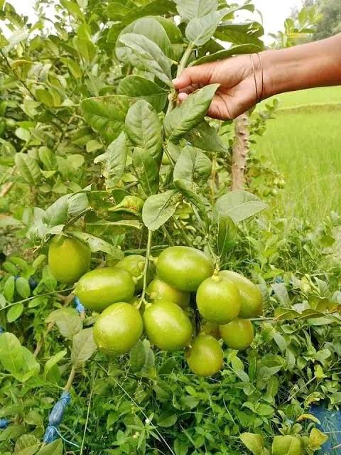 বারোমাসি পাতি লেবু_img_1