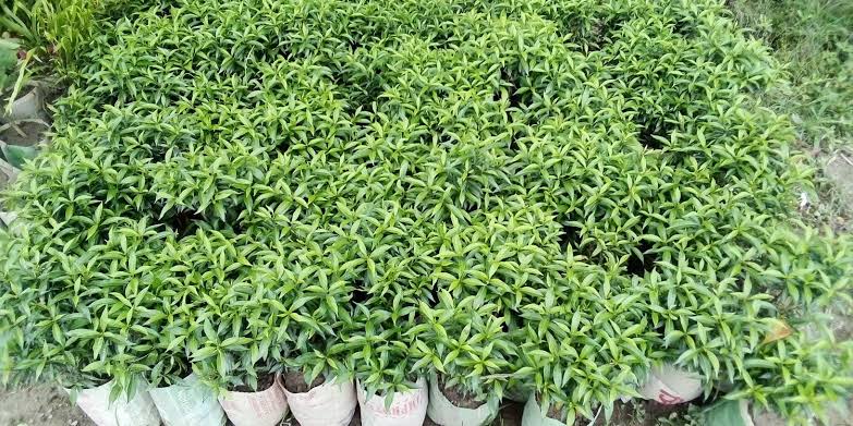 চায়না টগর_img_2