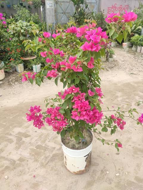 বাগান বিলাস_img_1