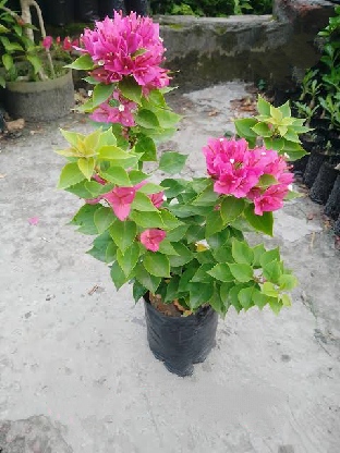 বাগান বিলাস_img_2