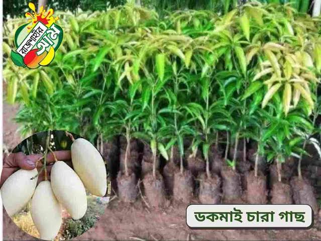 ডকমাই সি মুয়াং আম_img_1