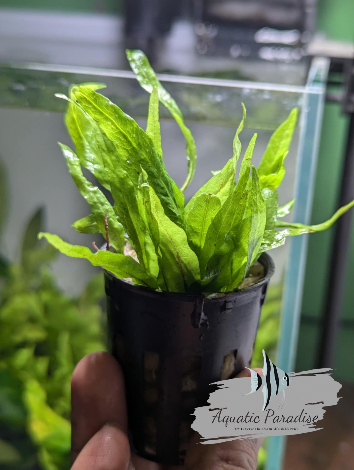 MINI JAVA FERN