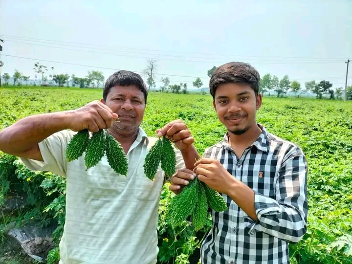 হাইব্রিড করলা-জাগরণী_img_0