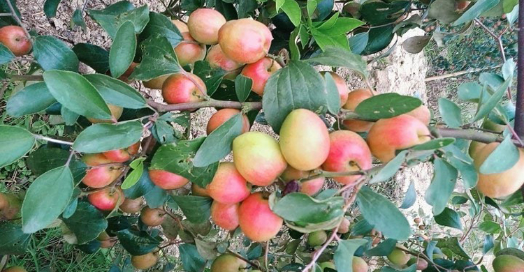 আপেল কুল