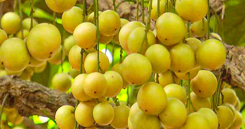 থাই লটকন